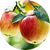 Crisp Apple
